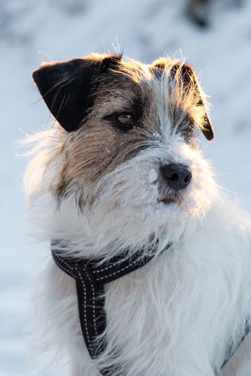 Free A Jack Russell Terrier enjoys a winter day outdoors in a snowy Latvian forest. Stock Photo
