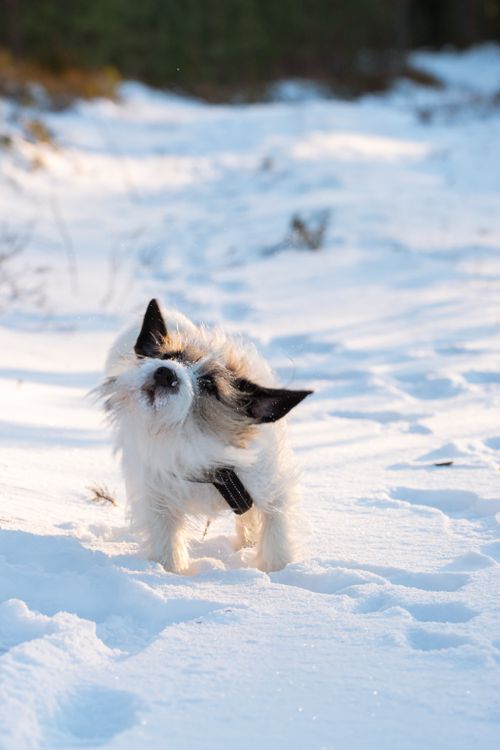 Free A lively Jack Russell Terrier enjoys a snowy day in the forests of Latvia, capturing the playful essence of winter. Stock Photo