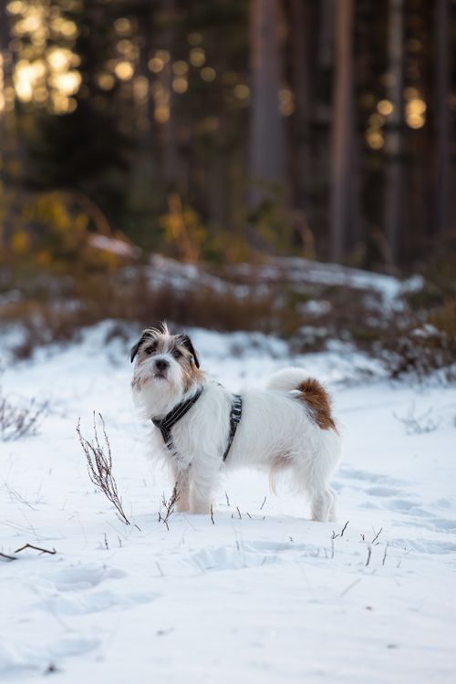 Free Jack Russell Terrier enjoying a winter day in a snowy forest in Latvia. Stock Photo