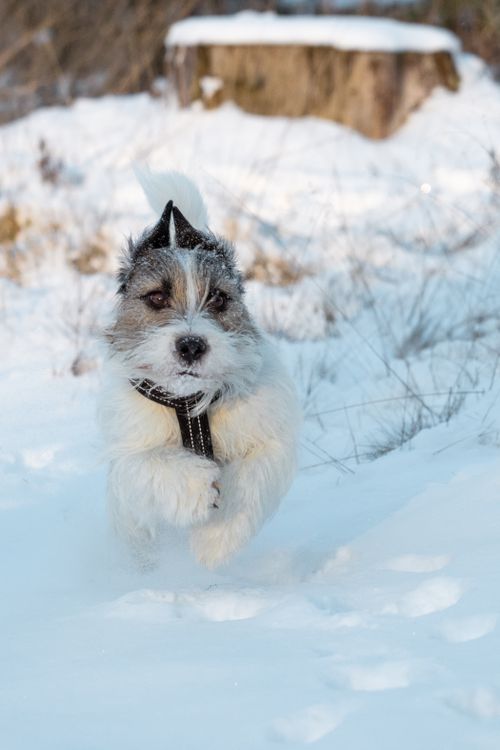 Free Jack Russell Terrier having fun in the Latvian winter forest. Perfect for pet and nature lovers. Stock Photo