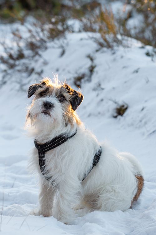 Free Cute Jack Russell Terrier sitting in snowy Latvian forest. Stock Photo