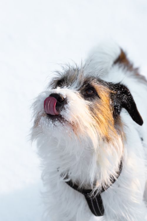 Free Adorable Jack Russell Terrier with tongue out playfully enjoys snowy day in Latvia. Stock Photo
