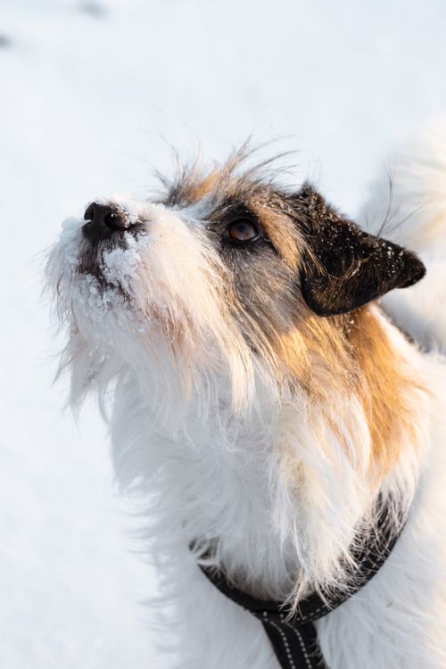 Free Playful Jack Russell Terrier dog enjoys the snow in Latvian forest during a sunny winter day. Stock Photo