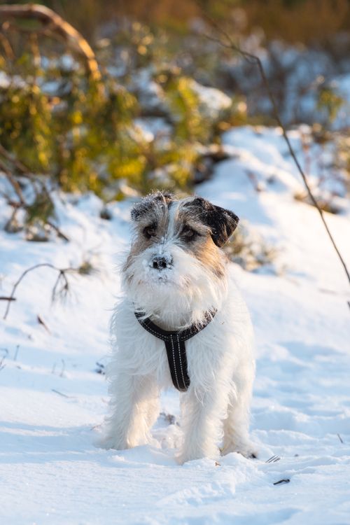Free Adorable Jack Russell Terrier playing in the snowy forest landscape of Latvia, a perfect winter wonderland scene. Stock Photo