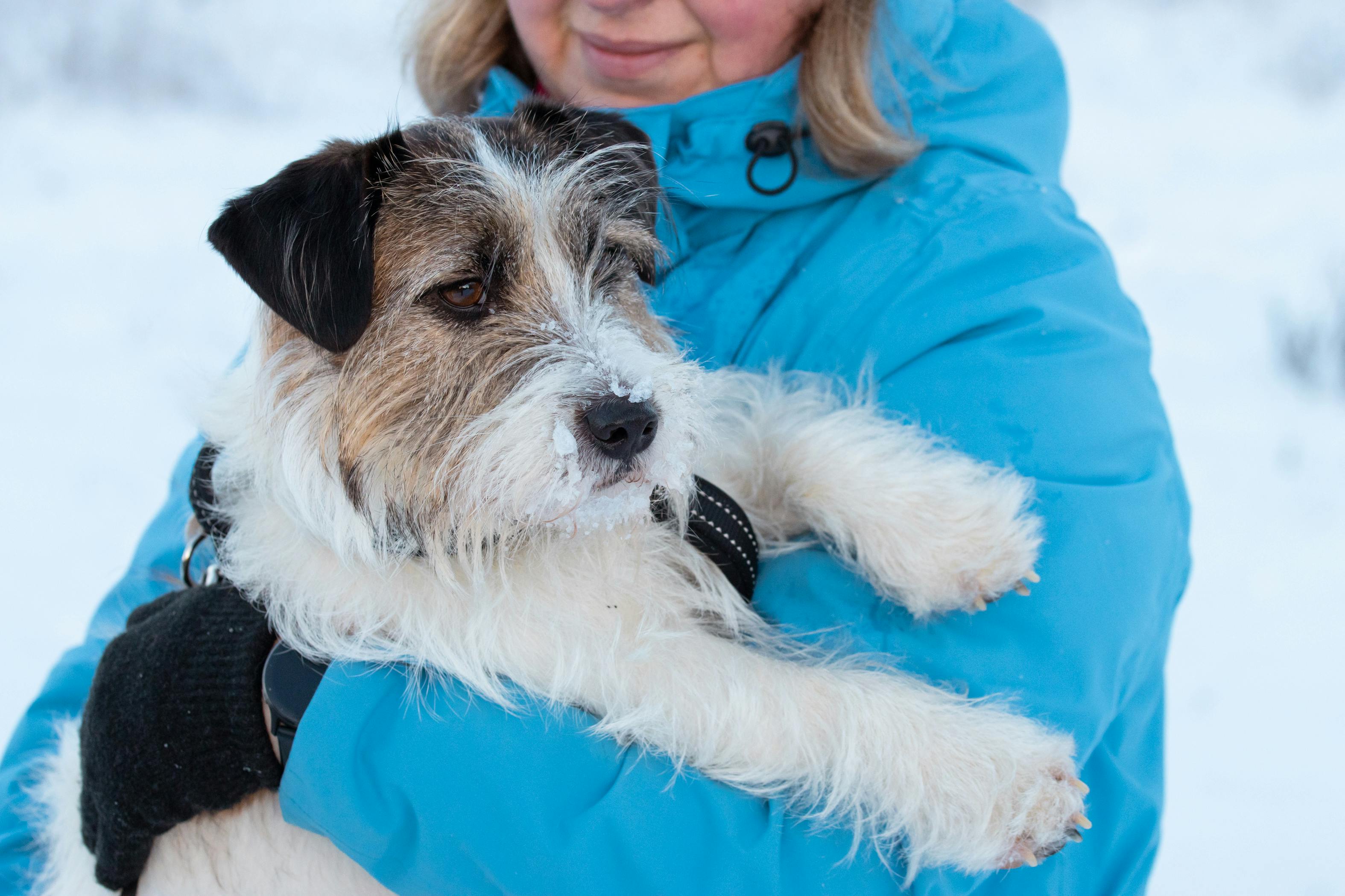 Winter weather pet safety tips from Kansas City animal experts — Photo by Krista Glīzdeniece on Pexels