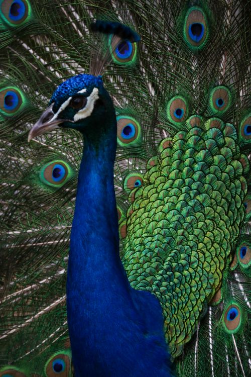 Free Close-up of a majestic Indian Peafowl showcasing its vivid blue and green feathers. Stock Photo