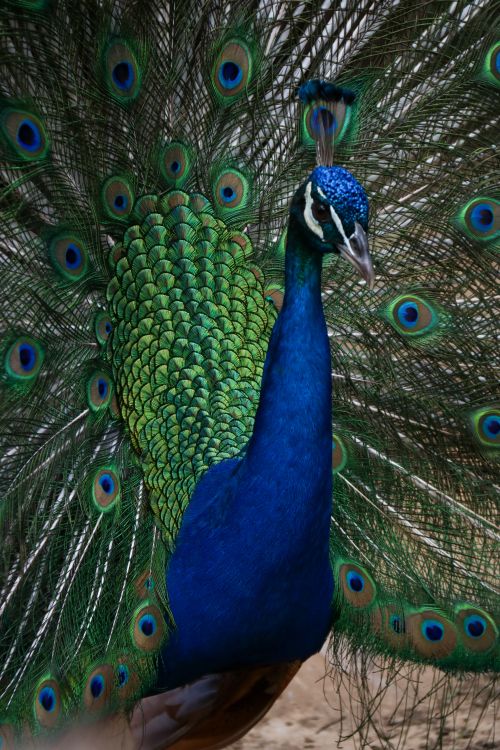 Free A peacock showing off its vibrant plumage in a striking display outdoors. Stock Photo