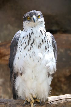 Majestic harpy eagle with striking plumage gazes intently while perched on a branch.