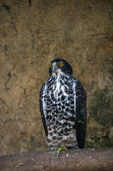 Augur buzzard perched on a rock, displaying its striking plumage.