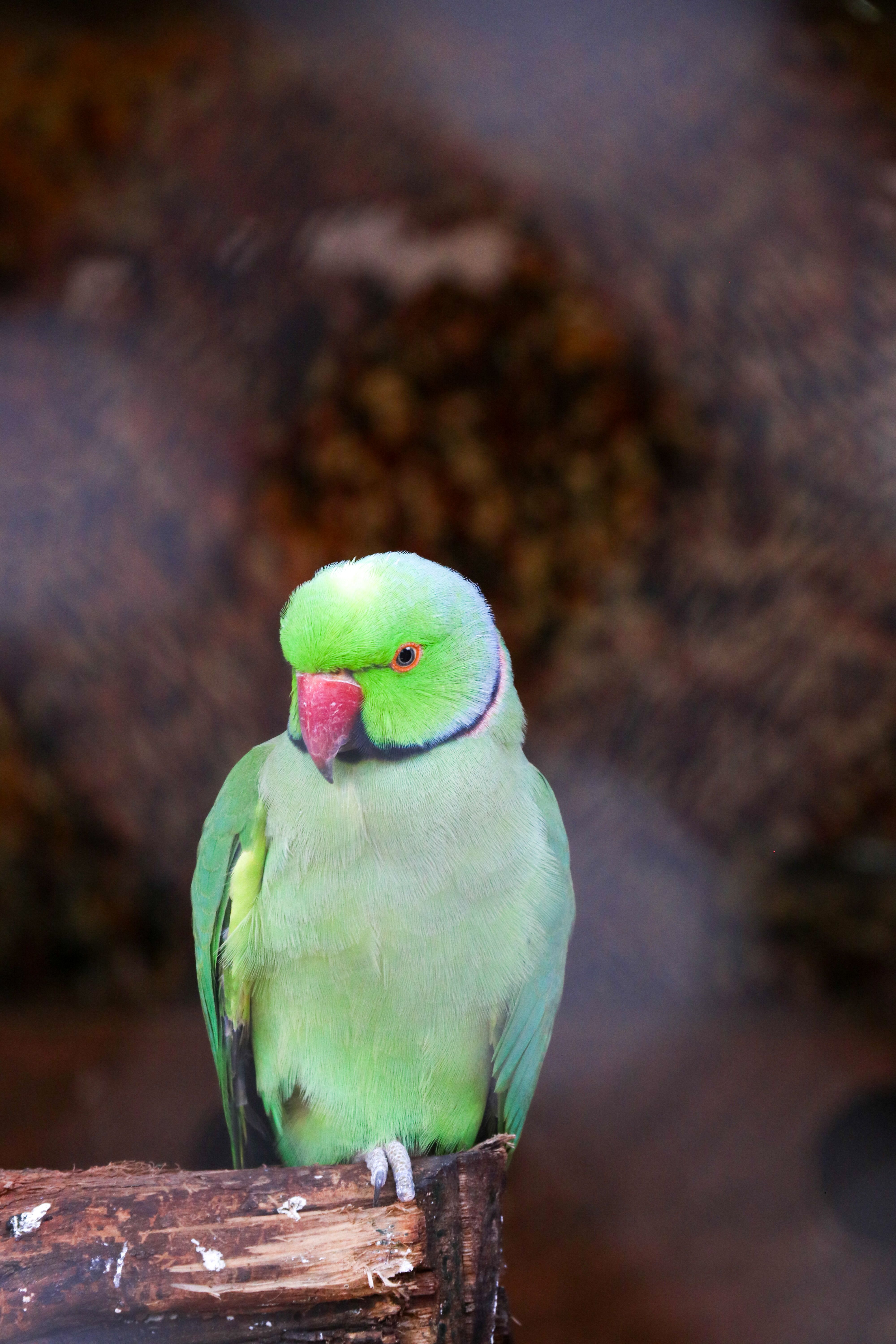 Parrot Beak and Nail Problems: When Professional Care Is Needed