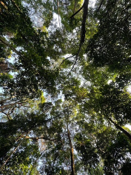 Free Looking up at a dense forest canopy with sunlight filtering through leaves. Stock Photo