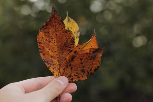 A hand holding colorful autumn leaves against a blurred background, evoking a fall atmosphere.