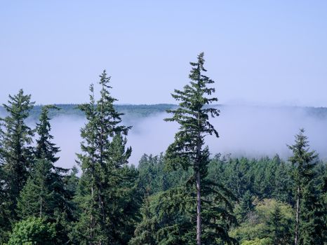 A peaceful view of tall pine trees surrounded by mist and fog on a clear day.