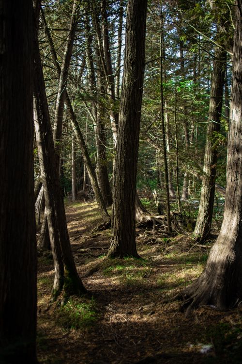 Free Sunlit forest path with dappled light, tall trees, and earthy tones in Kettleby, Ontario. Stock Photo