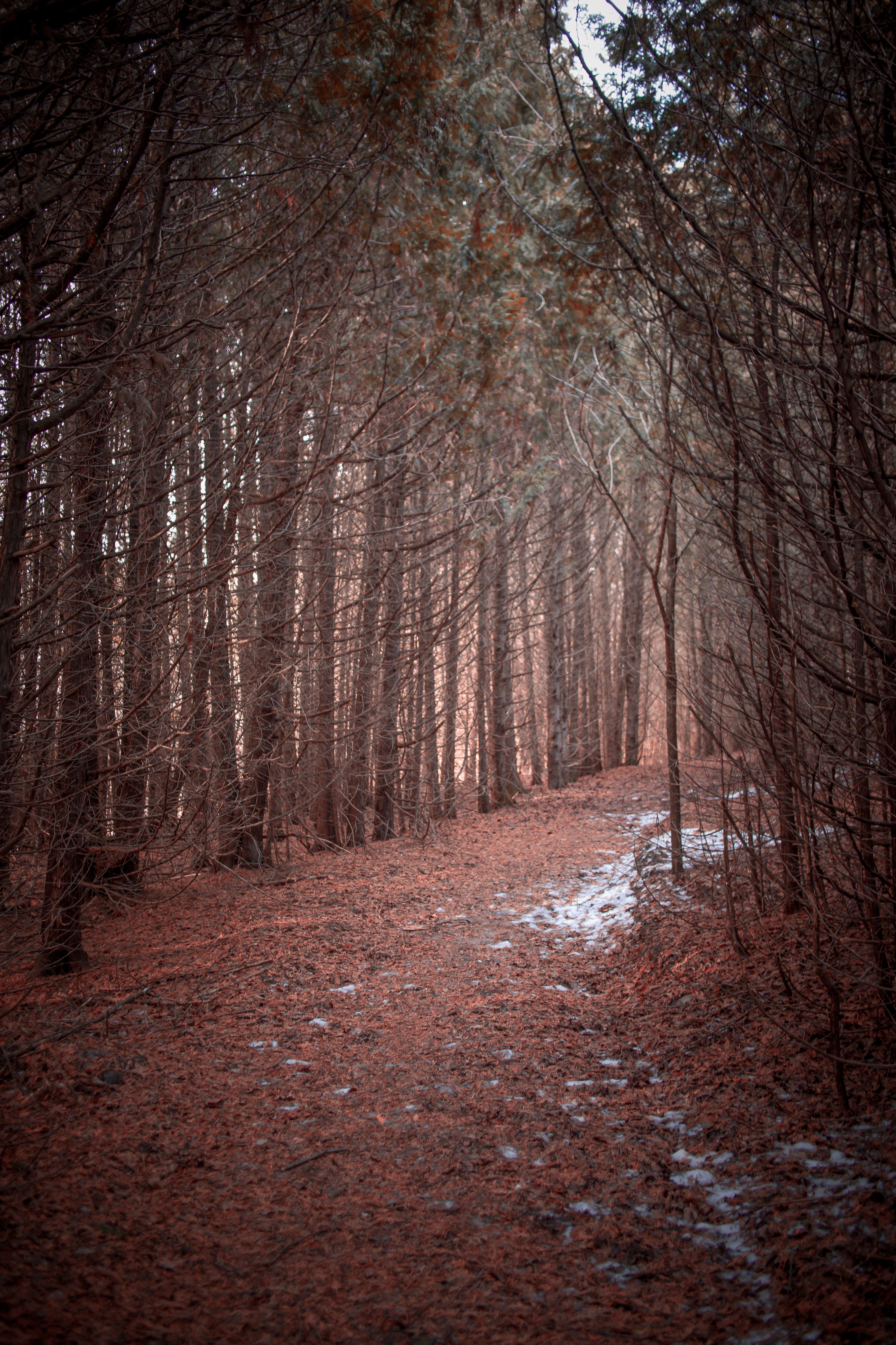 Quiet woodland trail beside a reservoir in late autumn