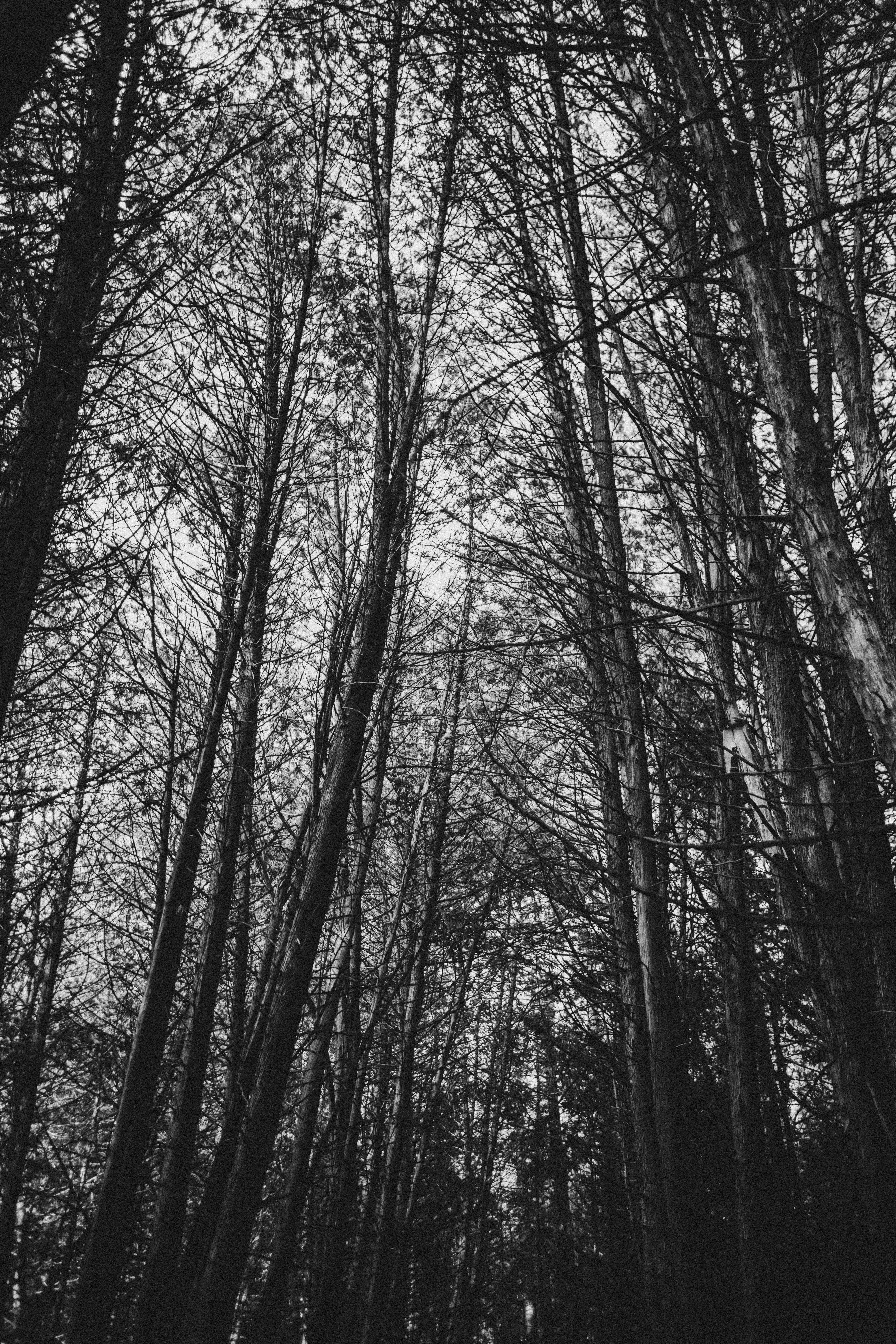 A tranquil black and white view looking up at the forest canopy in Kettleby, Ontario.