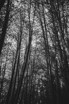 Image by Patrick Bevan