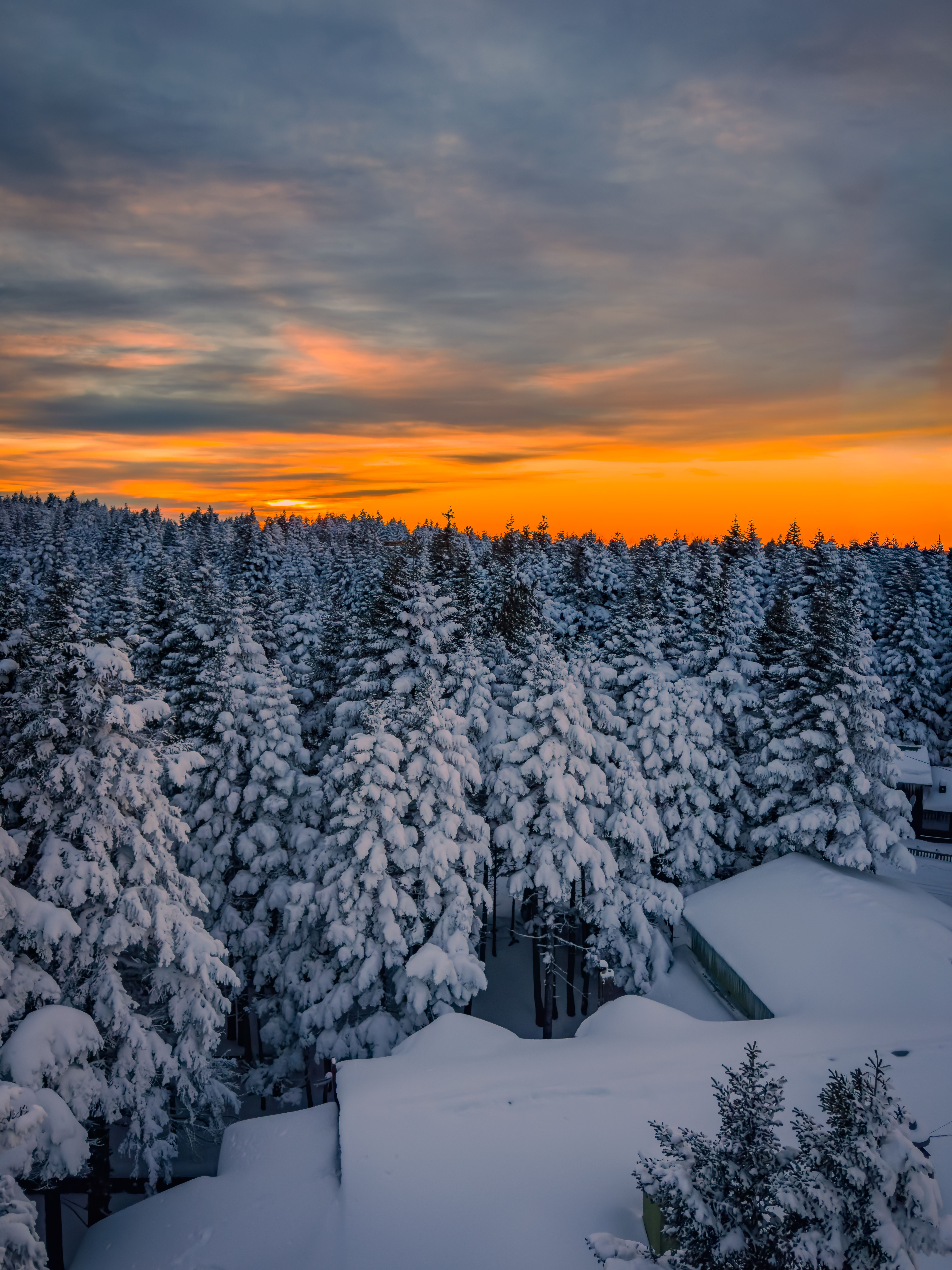 Snowy Pine Forest at Sunset in Winter Wonderland · Free Stock Photo