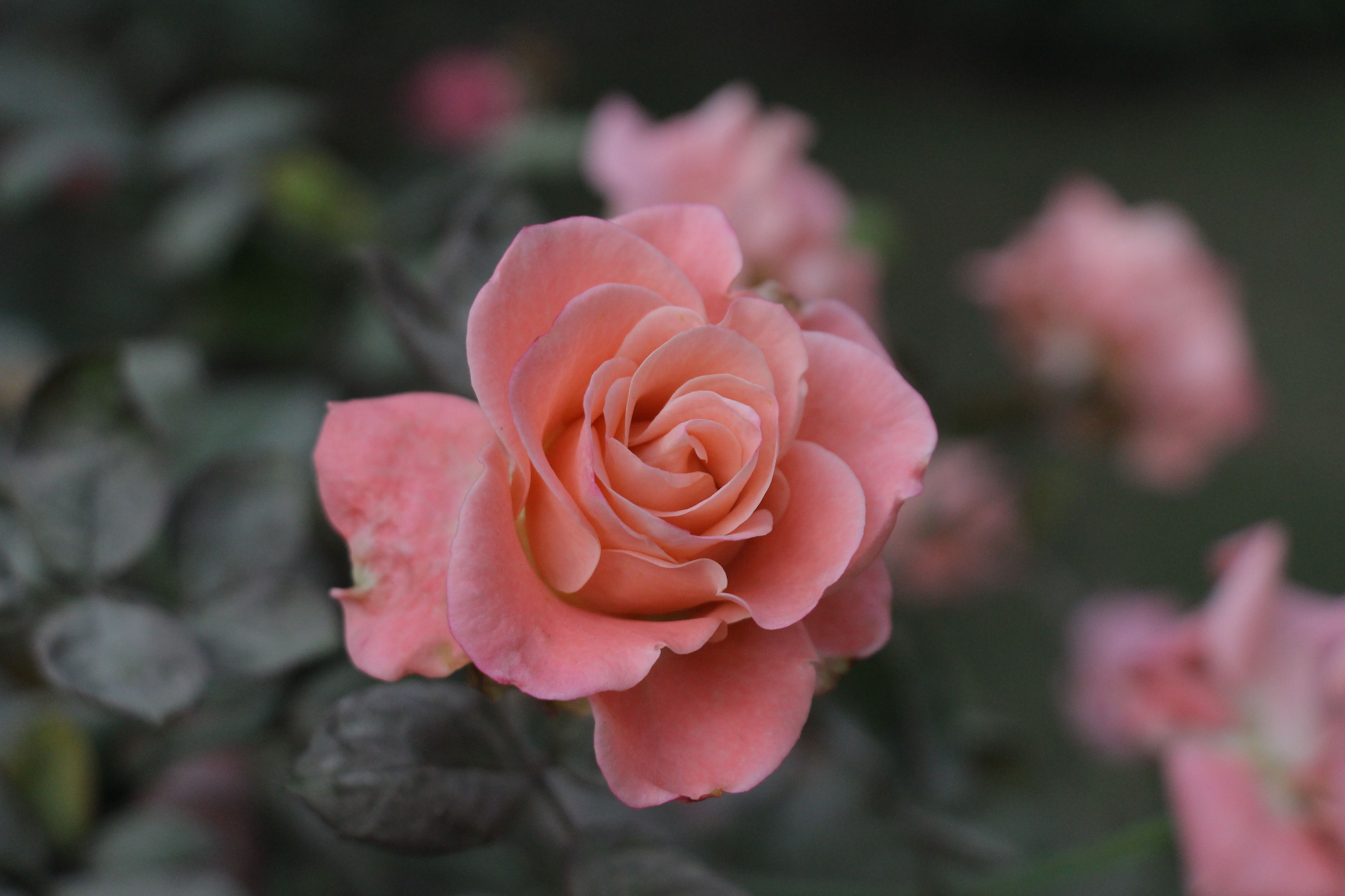 Close-up of a Delicate Pink Rose in Bloom · Free Stock Photo