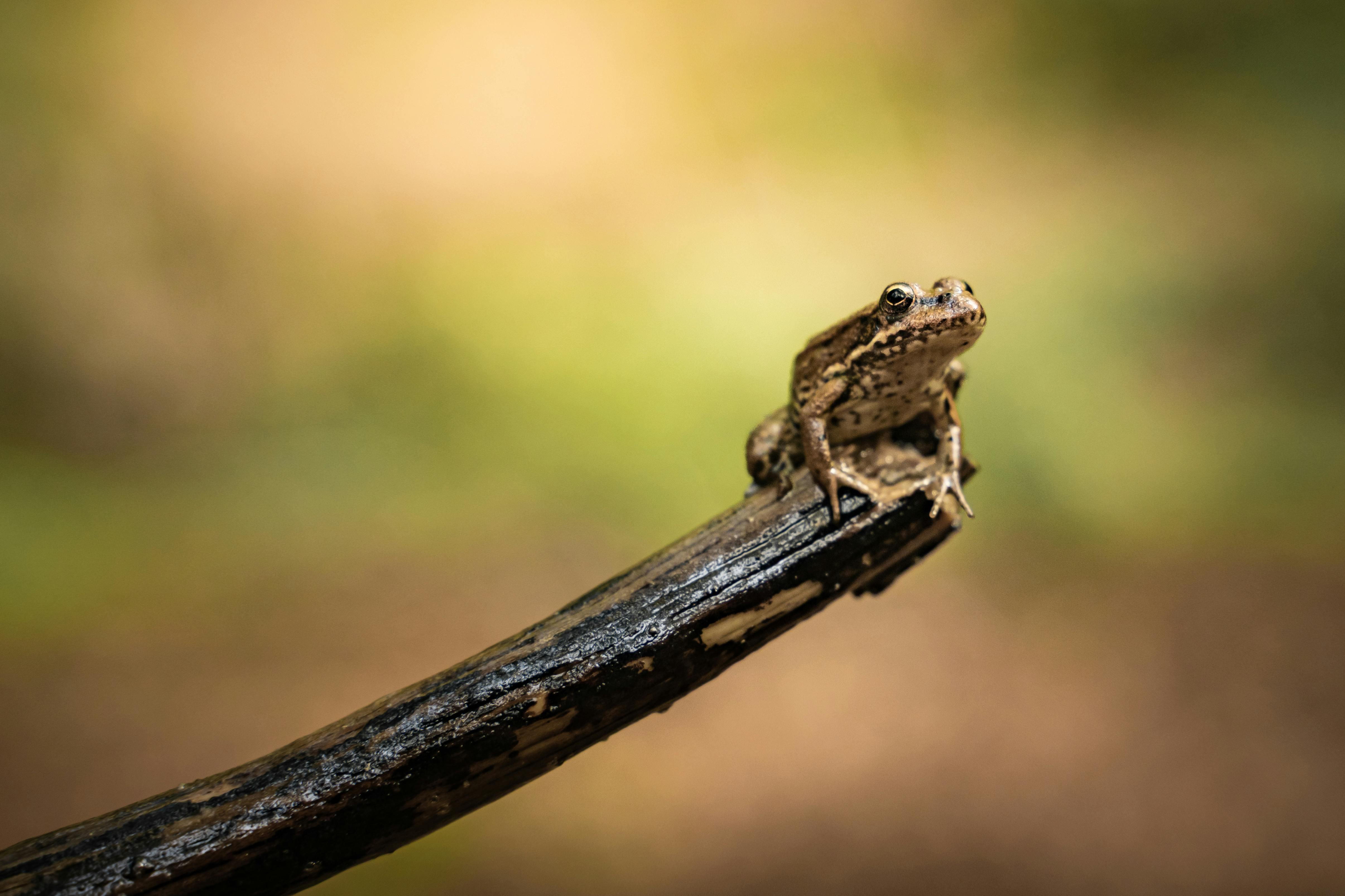 Broască verde pe o ramură în lumină naturală - simbol al transformării