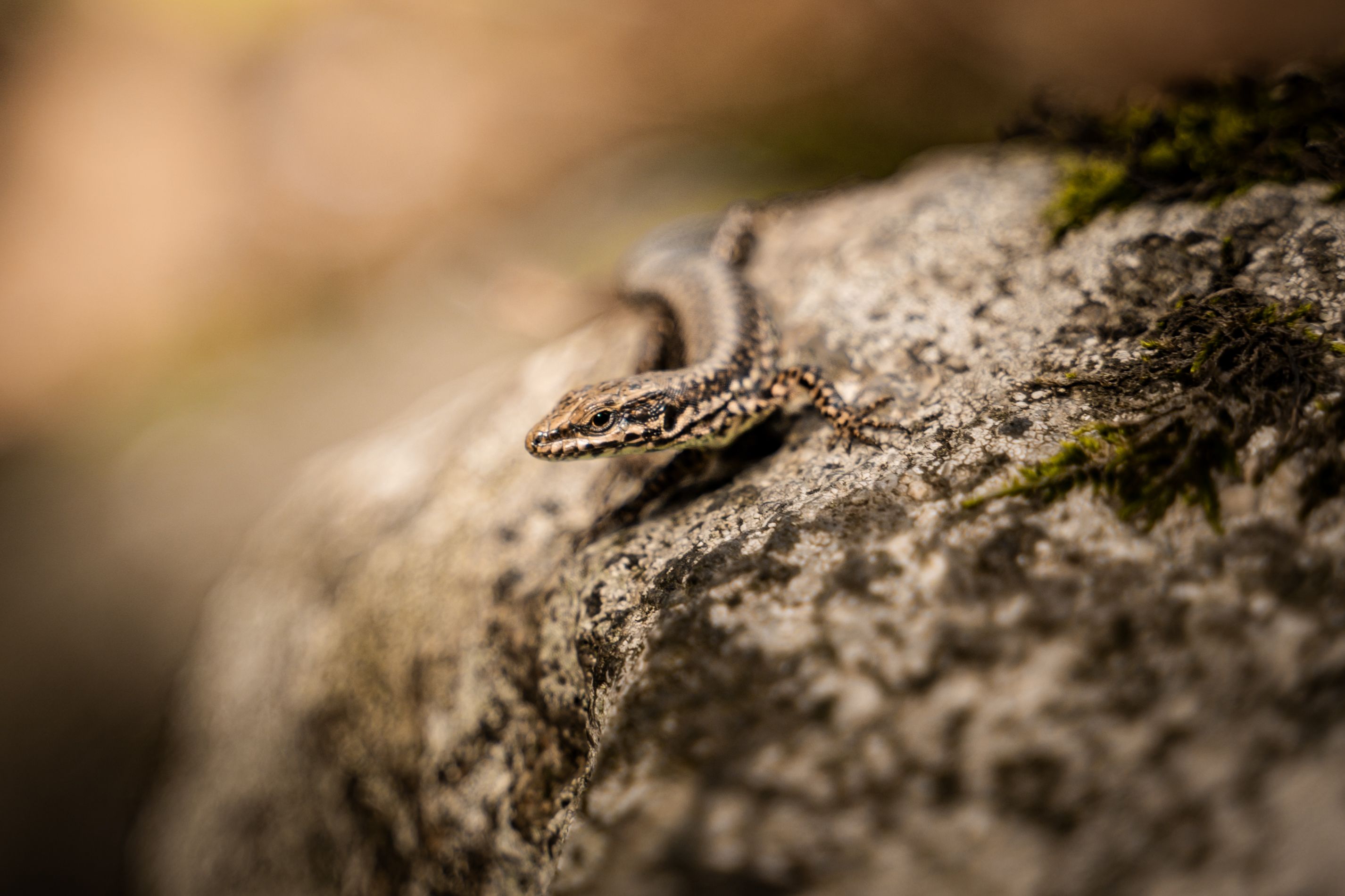 Close-Up of Common Lizard on Rock · Free Stock Photo