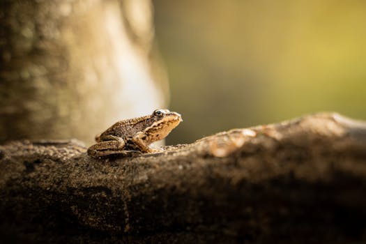 Nature scene with a frog sitting on a tree branch in a forest setting.