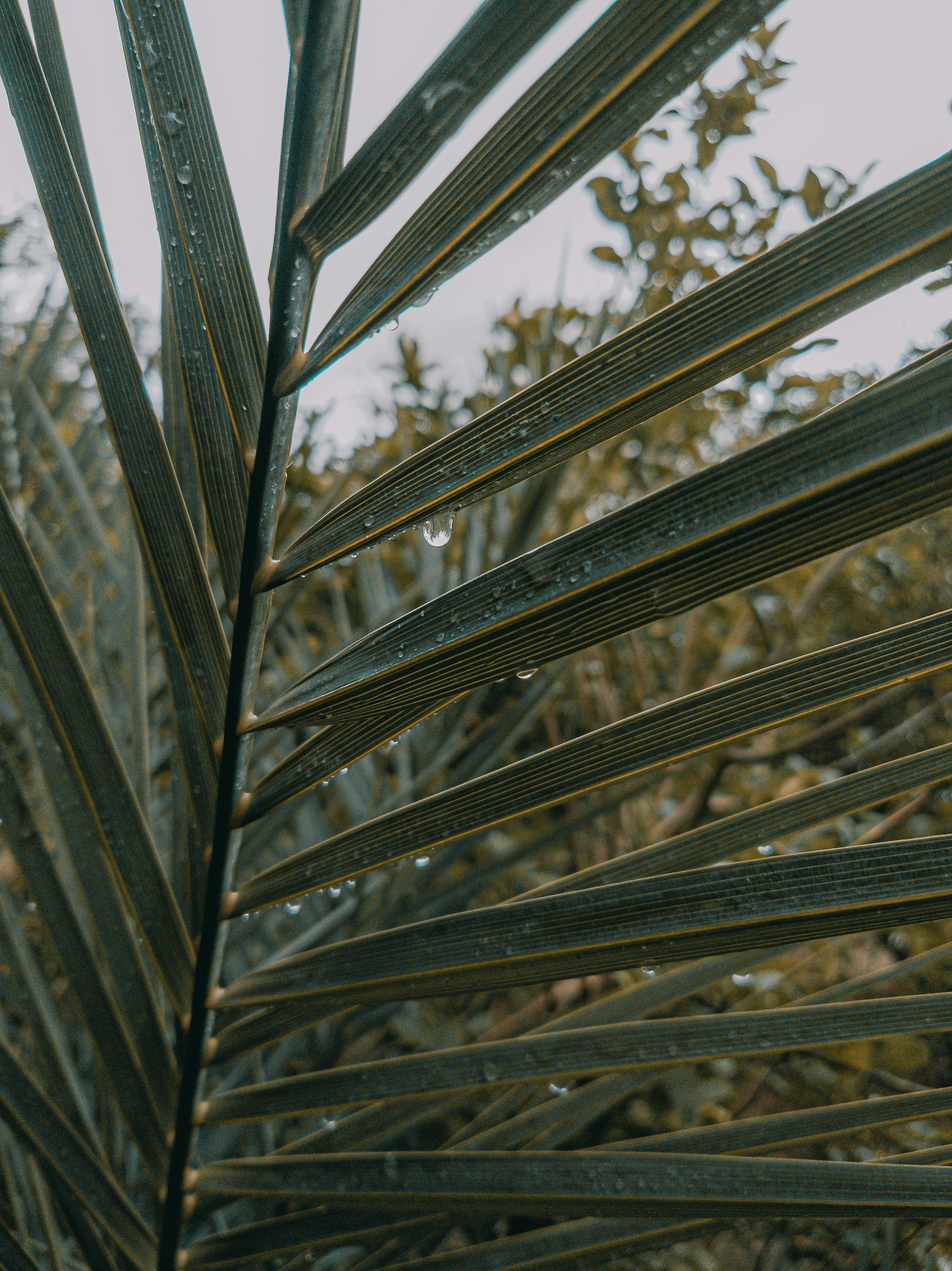 Zadarmo Detailný záber palmového listu s dažďovými kvapkami v bujnej alžírskej krajine. Fotka z fotobanky