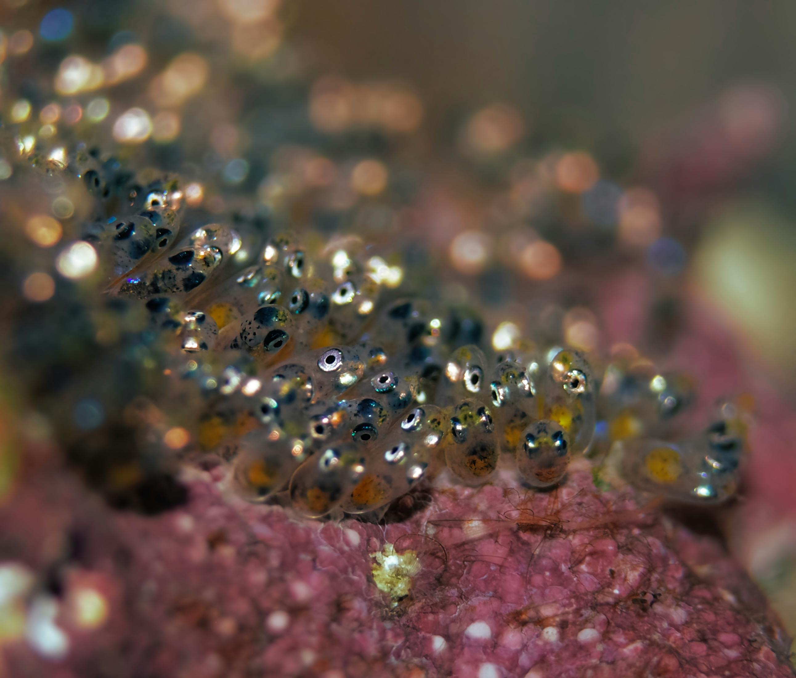 Coral Spawning — Ningaloo Reef Western Australia