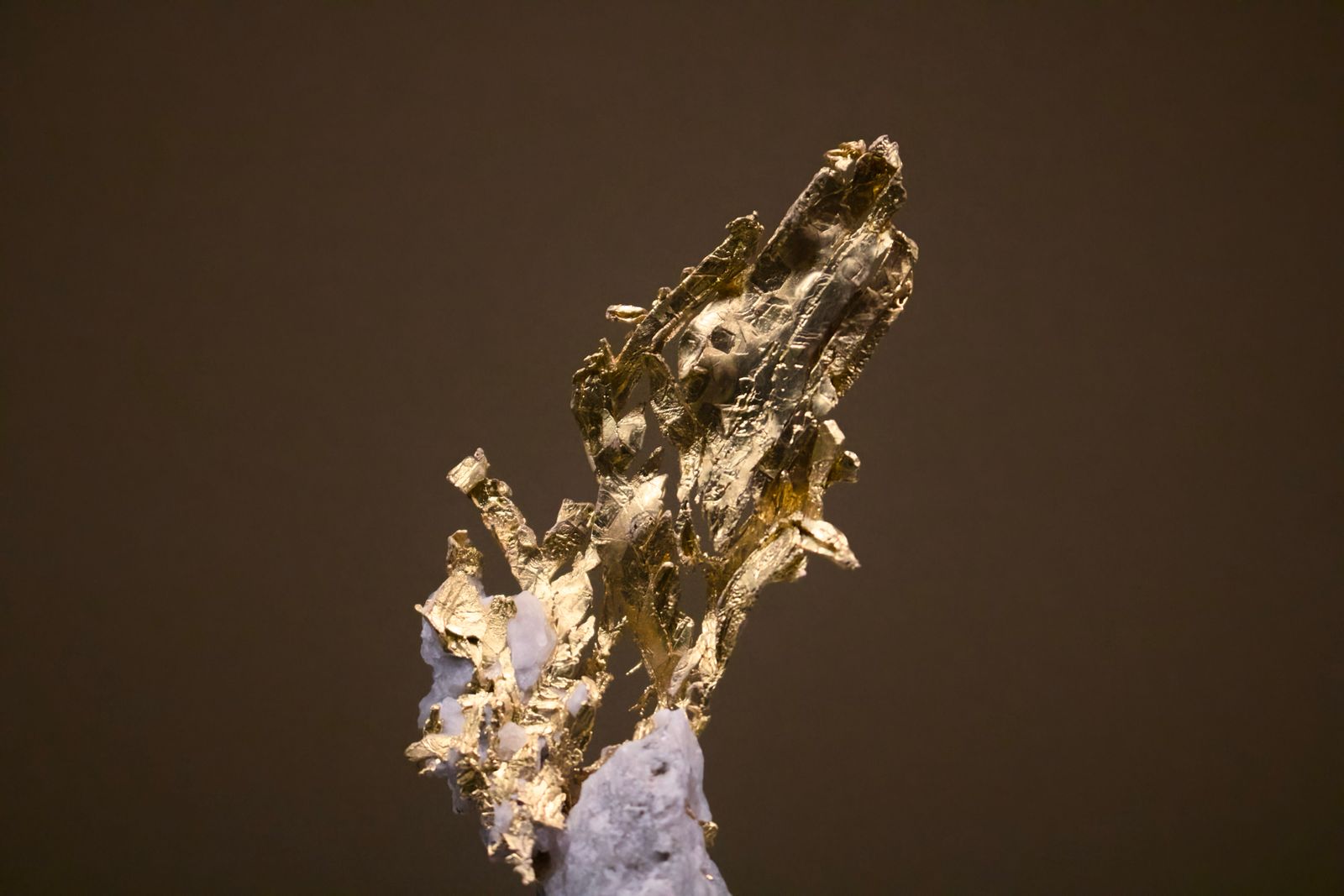 Angular native gold crystals growing out of a pale quartz host rock against a plain brown background