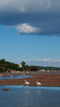 Pair of pink flamingos in a coastal landscape under a dramatic sky.