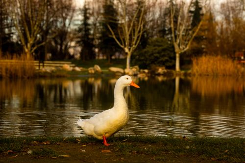Free White duck standing peacefully by a calm pond, reflecting autumn colors. Stock Photo