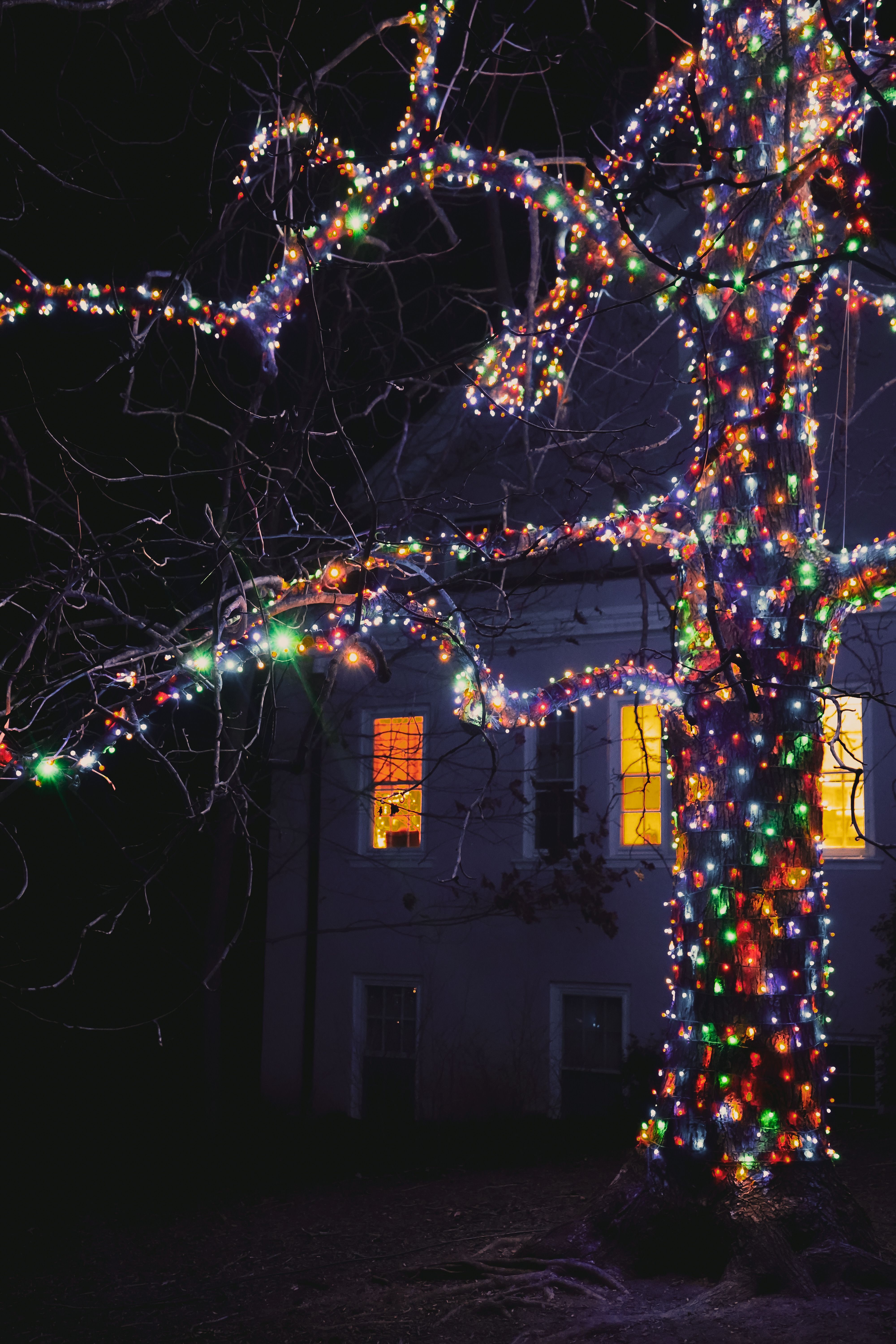 Full Lit Tree With Christmas Lights · Free Stock Photo