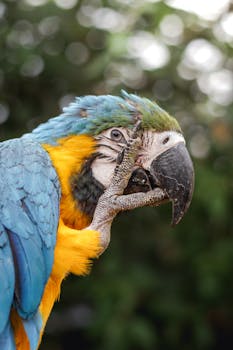 Intimate portrait of a Blue and Yellow Macaw grooming itself outdoors.