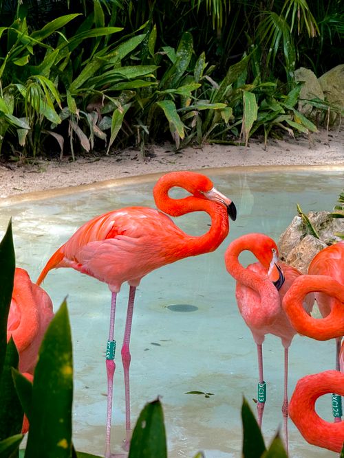 Free Bright pink flamingos standing in a tropical garden pond. Stock Photo