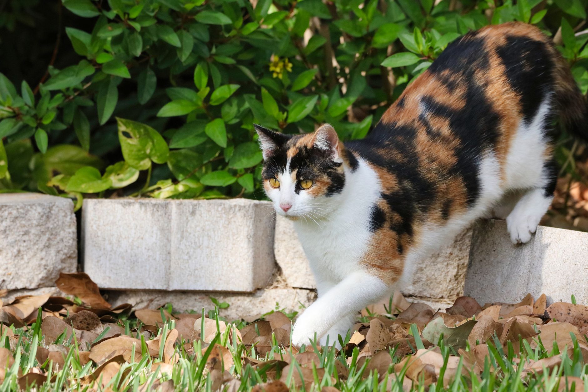 Best Cat Litter for Odor Control (2026)