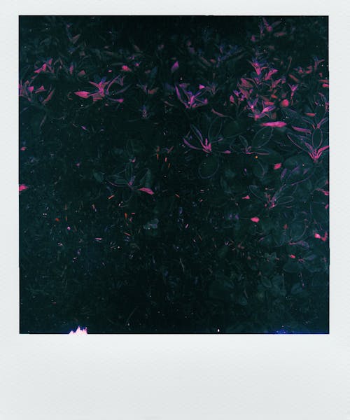 무료 녹색과 분홍색 단풍 잎 스톡 사진