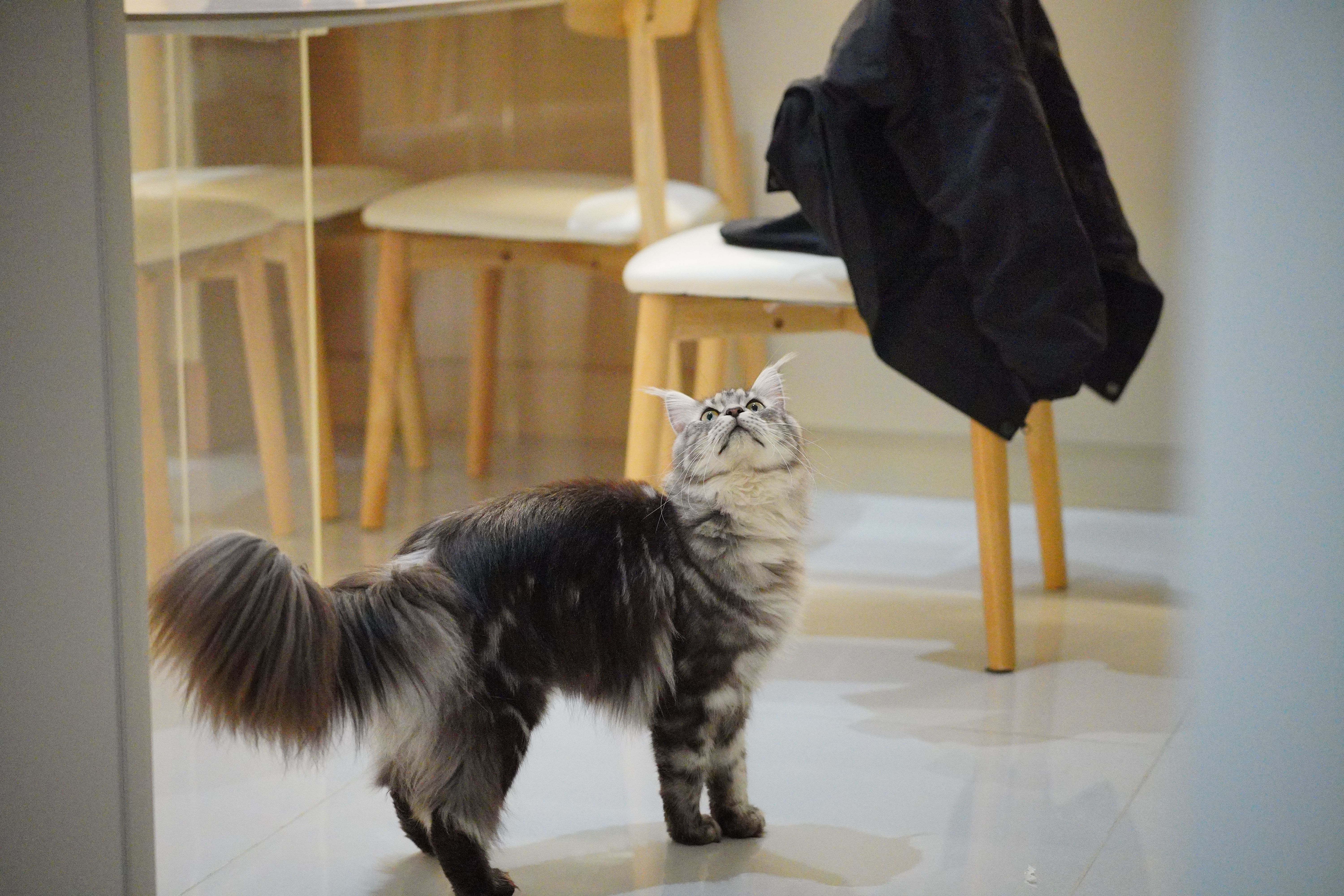 Um gato fofo em pé sobre um chão brilhante interno, olhando para cima perto de móveis de madeira.