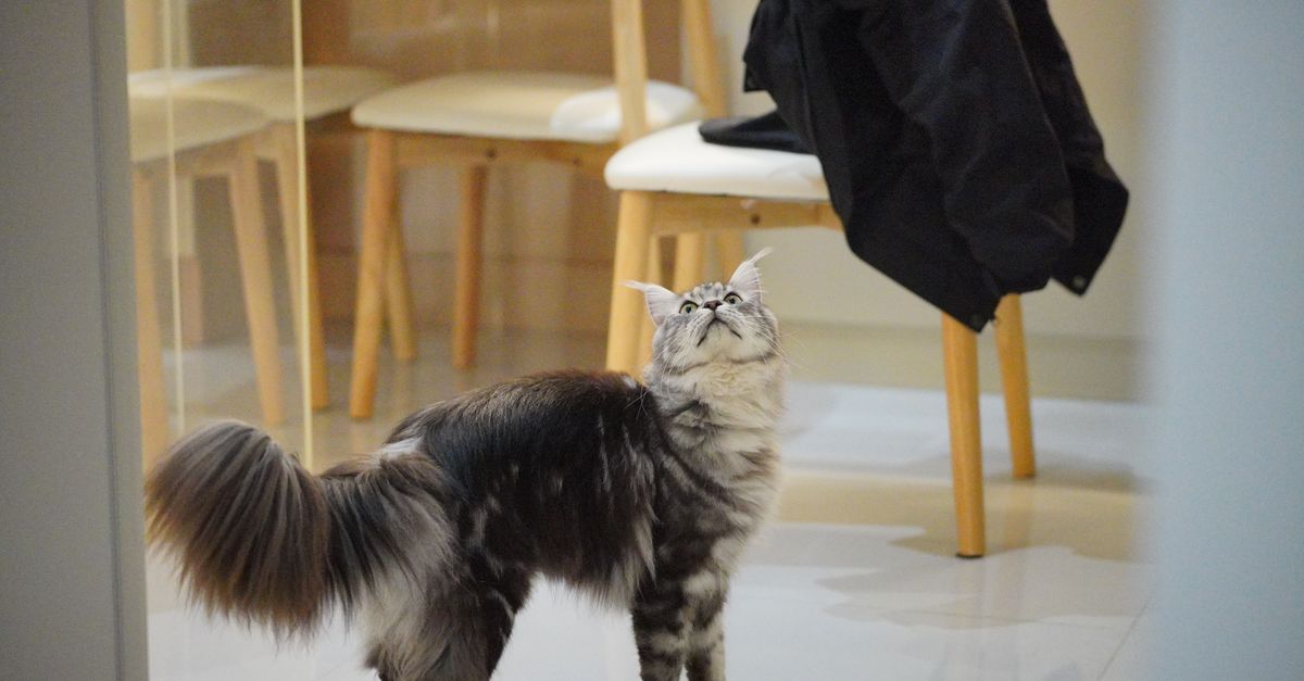 Um gato fofo em pé sobre um chão brilhante interno, olhando para cima perto de móveis de madeira.