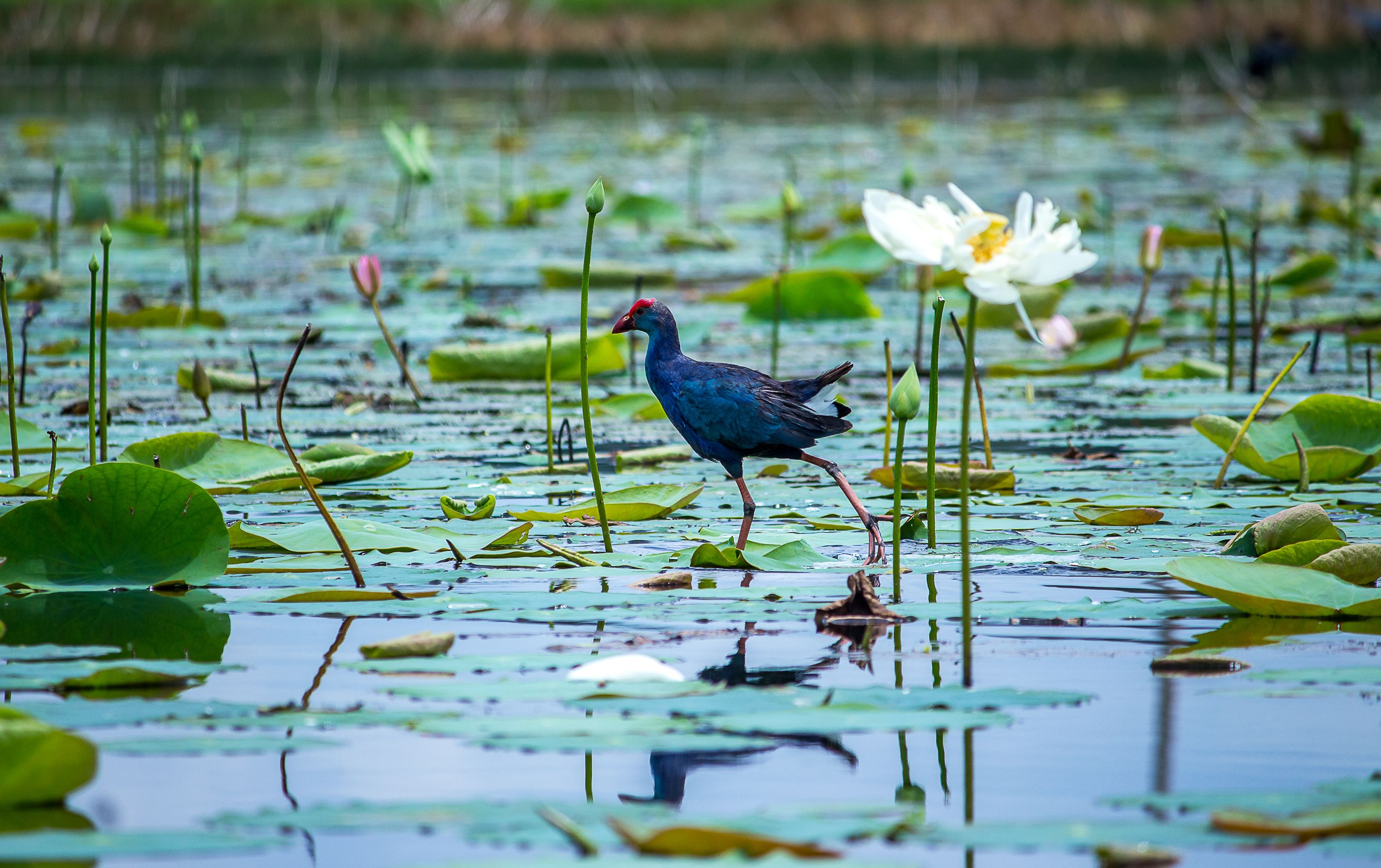 Corroboree Billabong