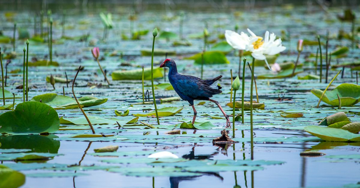 Corroboree Billabong