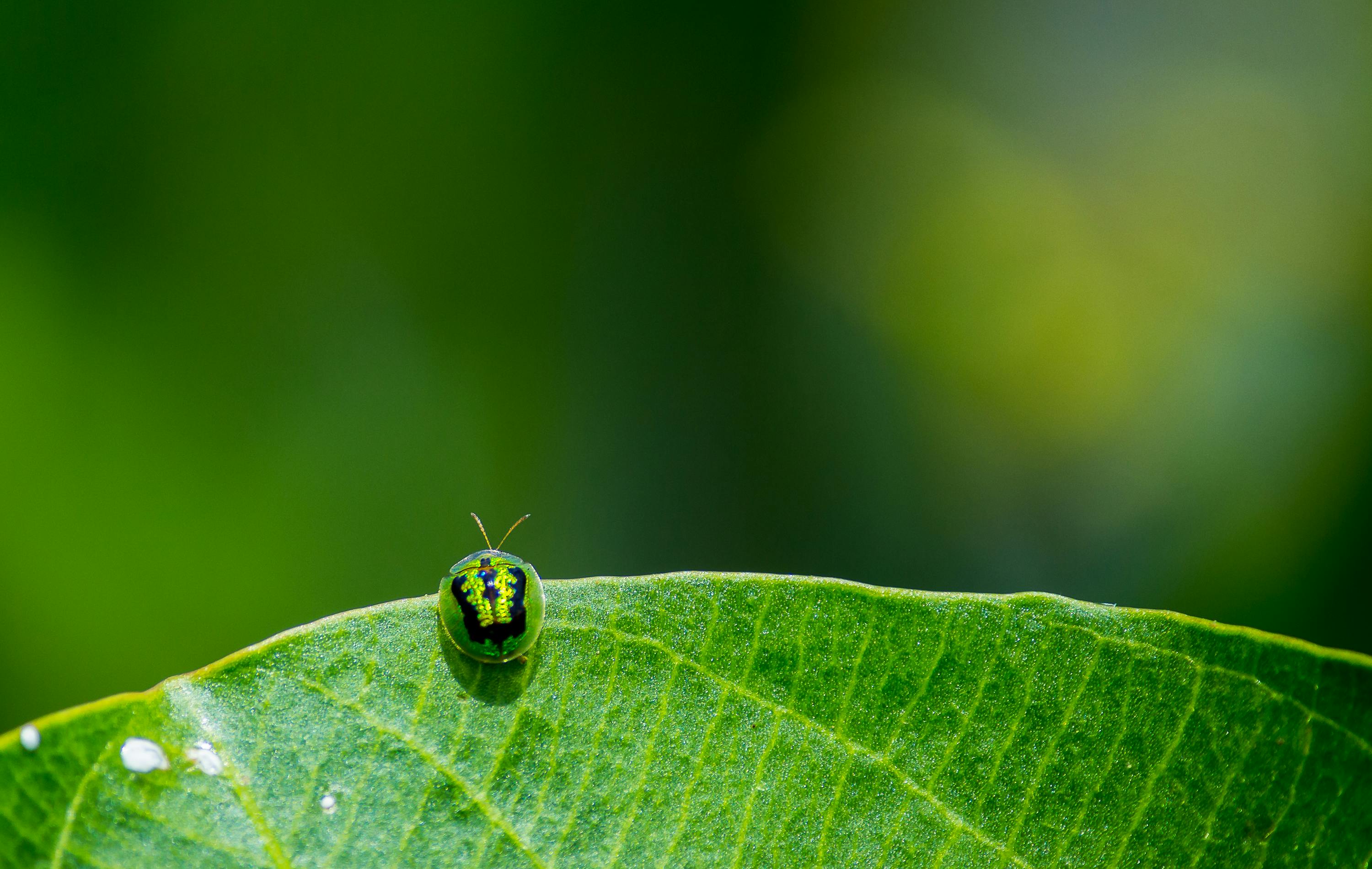 Close‑up view of a varied carpet beetle showing its mottled brown, white, and yellow scales