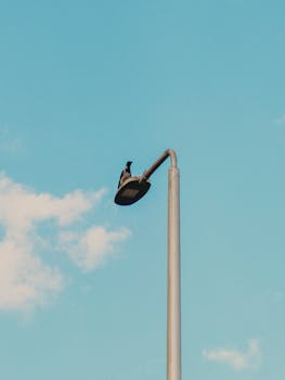 A bird perches on a streetlamp under a clear blue sky, capturing a serene urban scene.