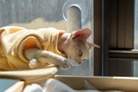 Devon Rex Cat Relaxing by Window in Shenzhen
