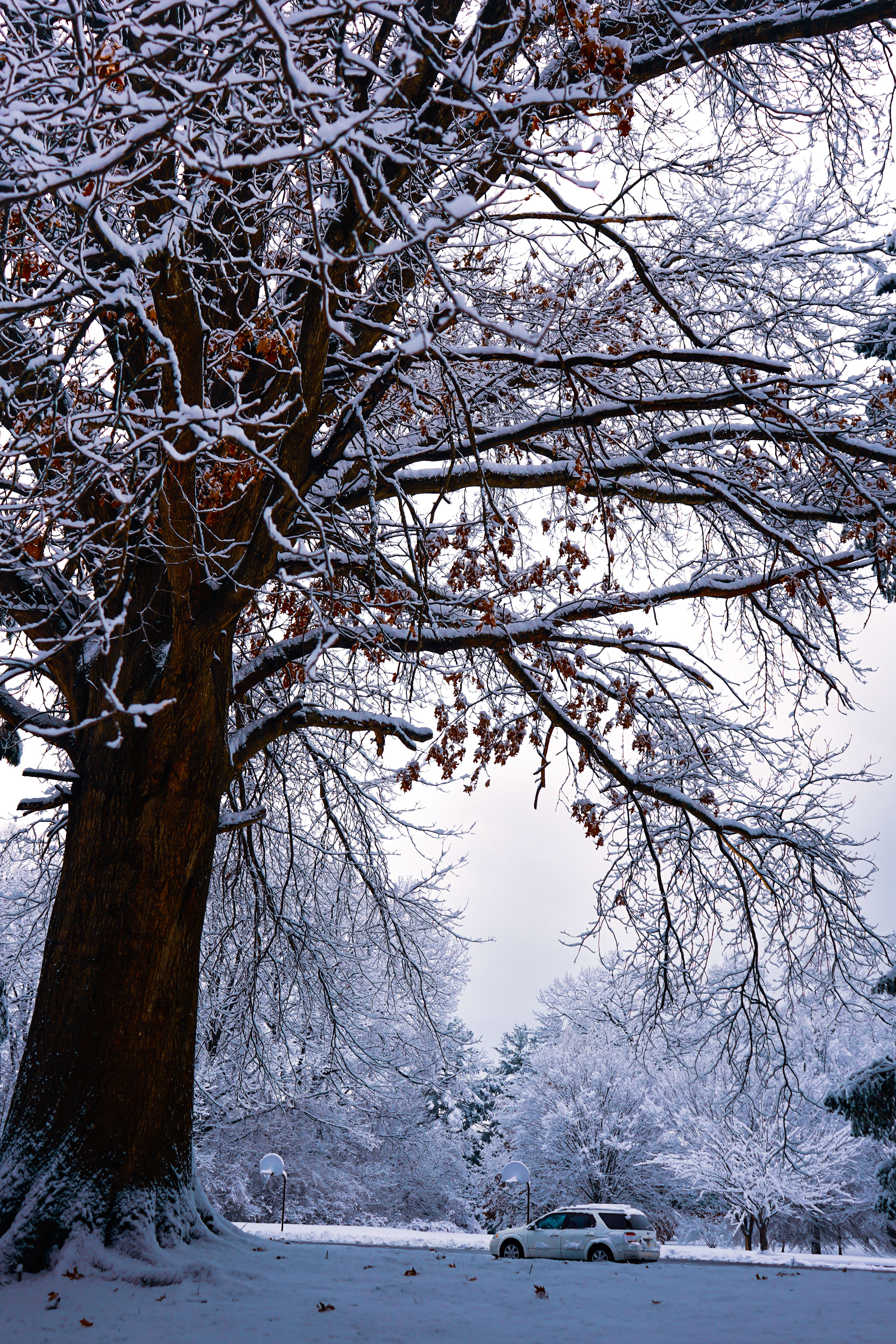 Majestic Snow-Covered Tree in Winter Landscape · Free Stock Photo