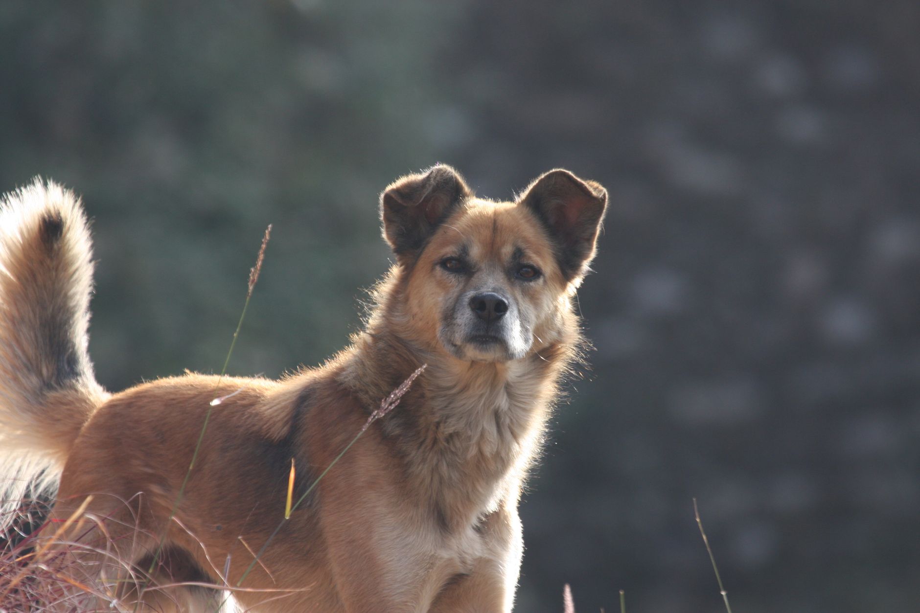 Portrait of a dog at a veterinary clinic
