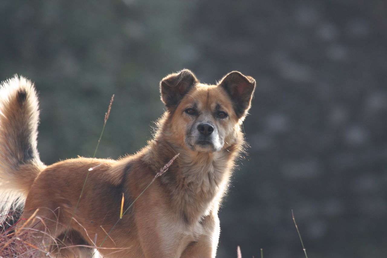 a brown dog standing outdoors in himachal pradesh capturing a serene m