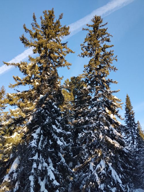 Free Beautiful snow-covered pine trees reaching towards a clear blue sky, capturing winter serenity. Stock Photo