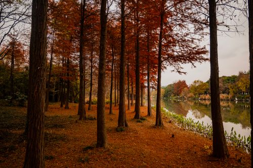 Free Beautiful autumn forest with red foliage reflected in a tranquil lake. Stock Photo