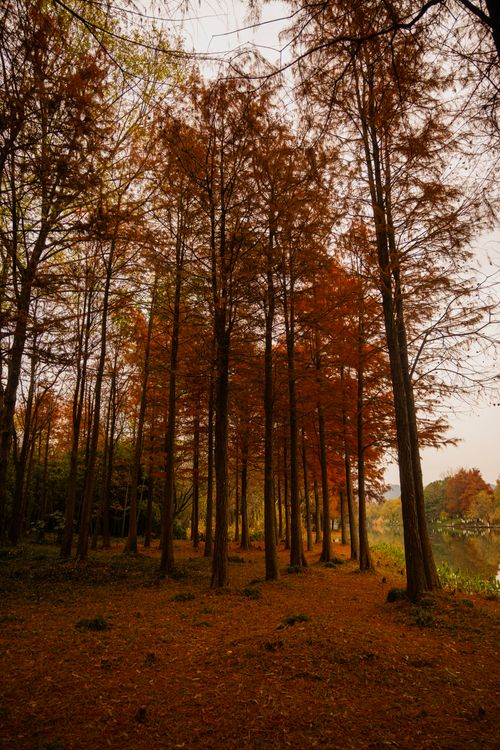 Free A serene autumn forest scene with tall, vibrant trees in warm colors. Stock Photo