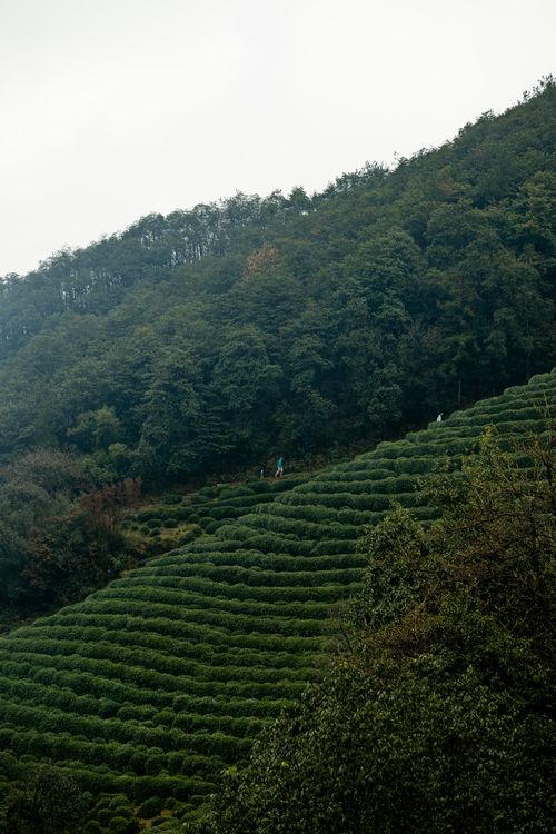 Free Serene view of a green tea plantation on a misty hillside, enveloped by dense forest. Stock Photo